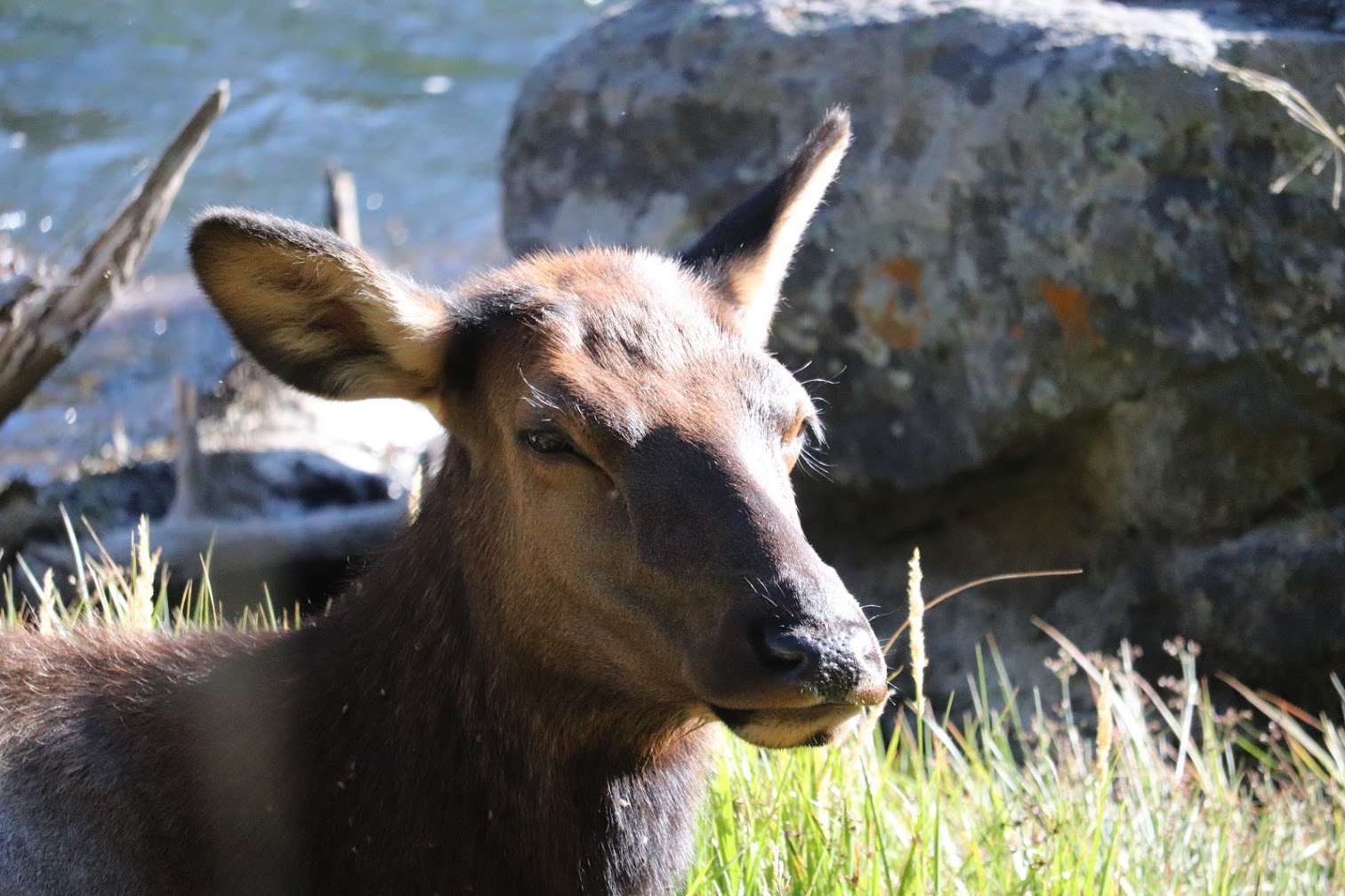 Resting elk cow